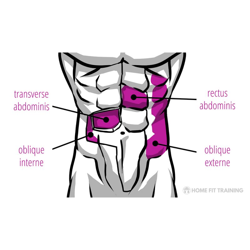 schema-muscles-abdominaux-principaux-rectus-abdominis-transverse-abdominis-oblique-interne-oblique_e