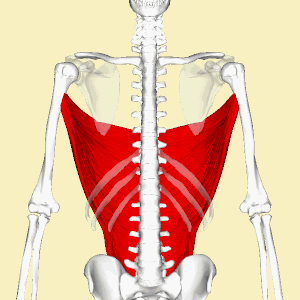grand dorsal Latissimus dorsi muscle animation