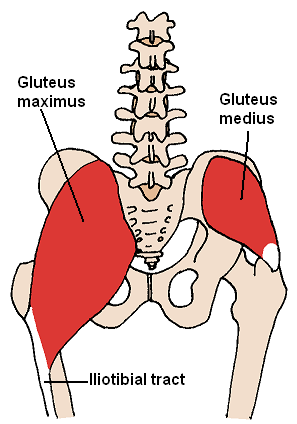 muscles grand et moyen gluteal