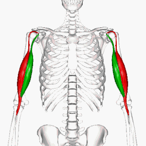 Biceps brachial muscle animation