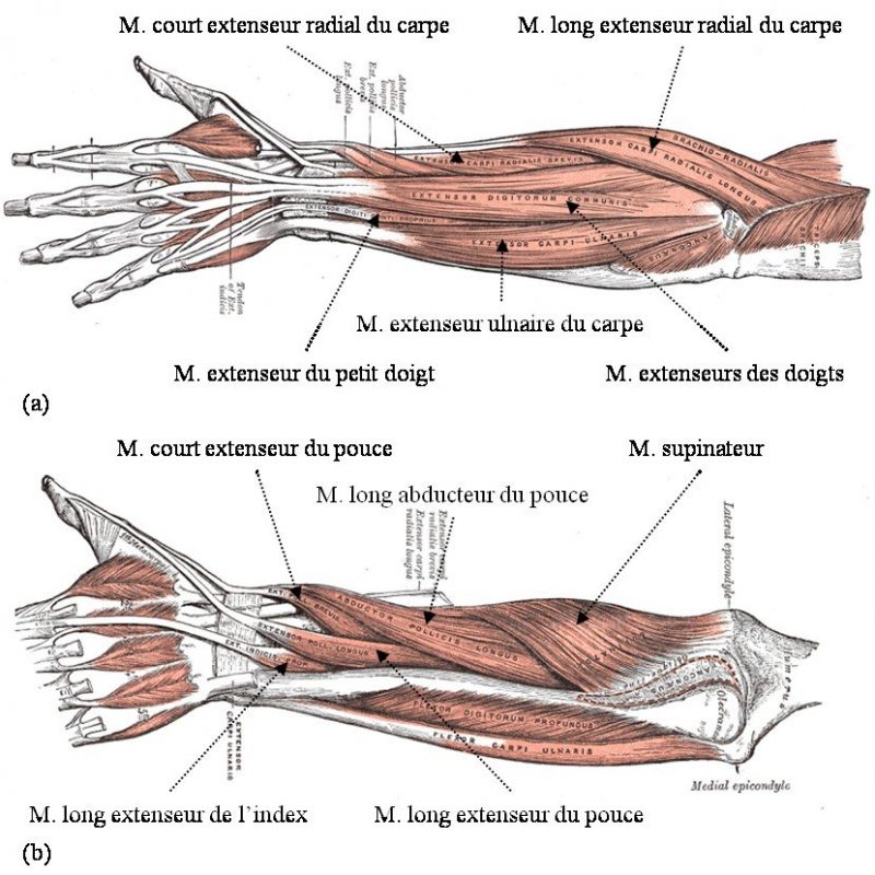 muscles avant-bras schema