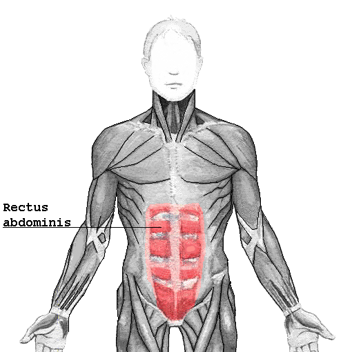 muscle grand droit abdomen