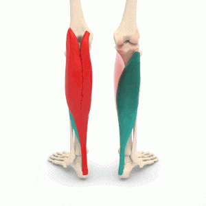 muscle mollet triceps sural animation