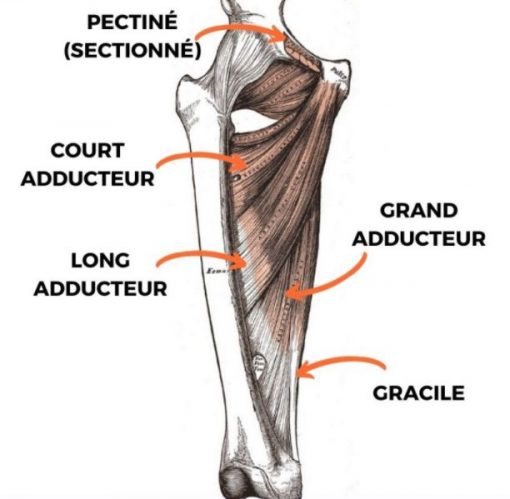 Comment Muscler L int rieur Des Cuisses adducteurs HOME FIT TRAINING