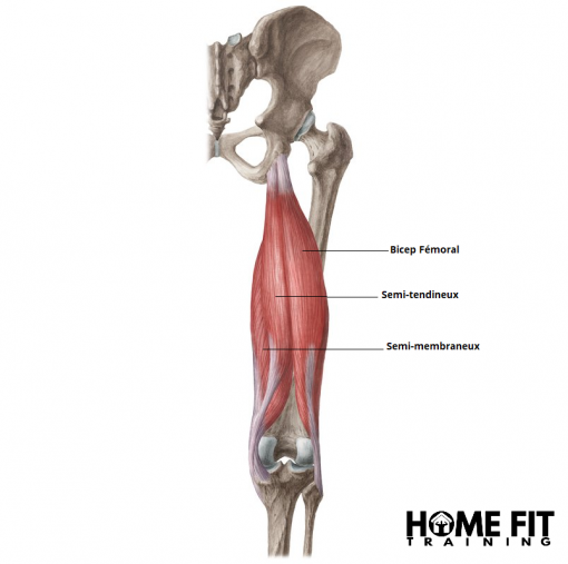 Ischio Comment muscler les ischio-jambiers ? - HOME FIT TRAINING