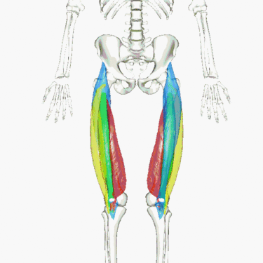 muscles quadriceps animation faisceaux