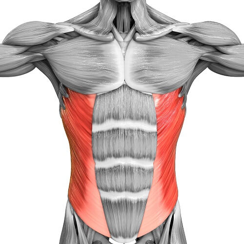 obliques muscles abdominaux