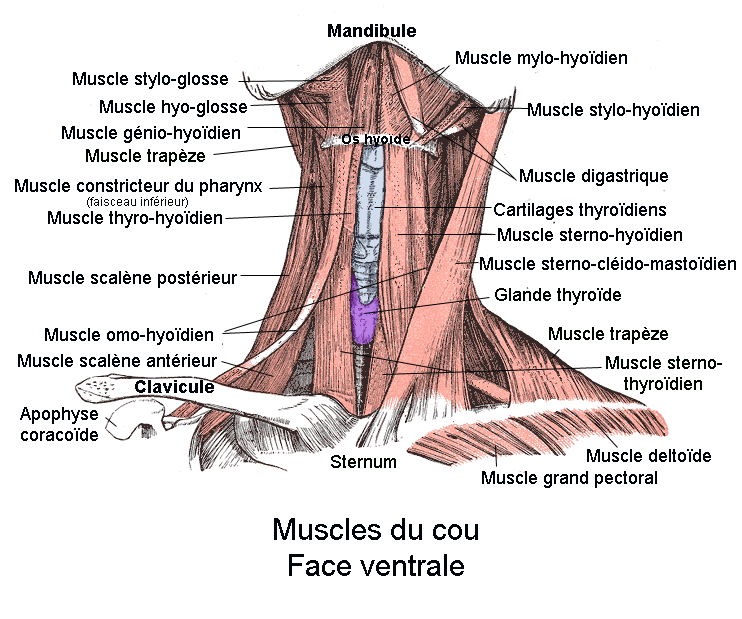 Muscles du cou vue anterieure