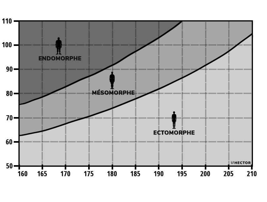 graphique repartition morphotype ectomorphe mesomorphe endomorphe selon poids taille