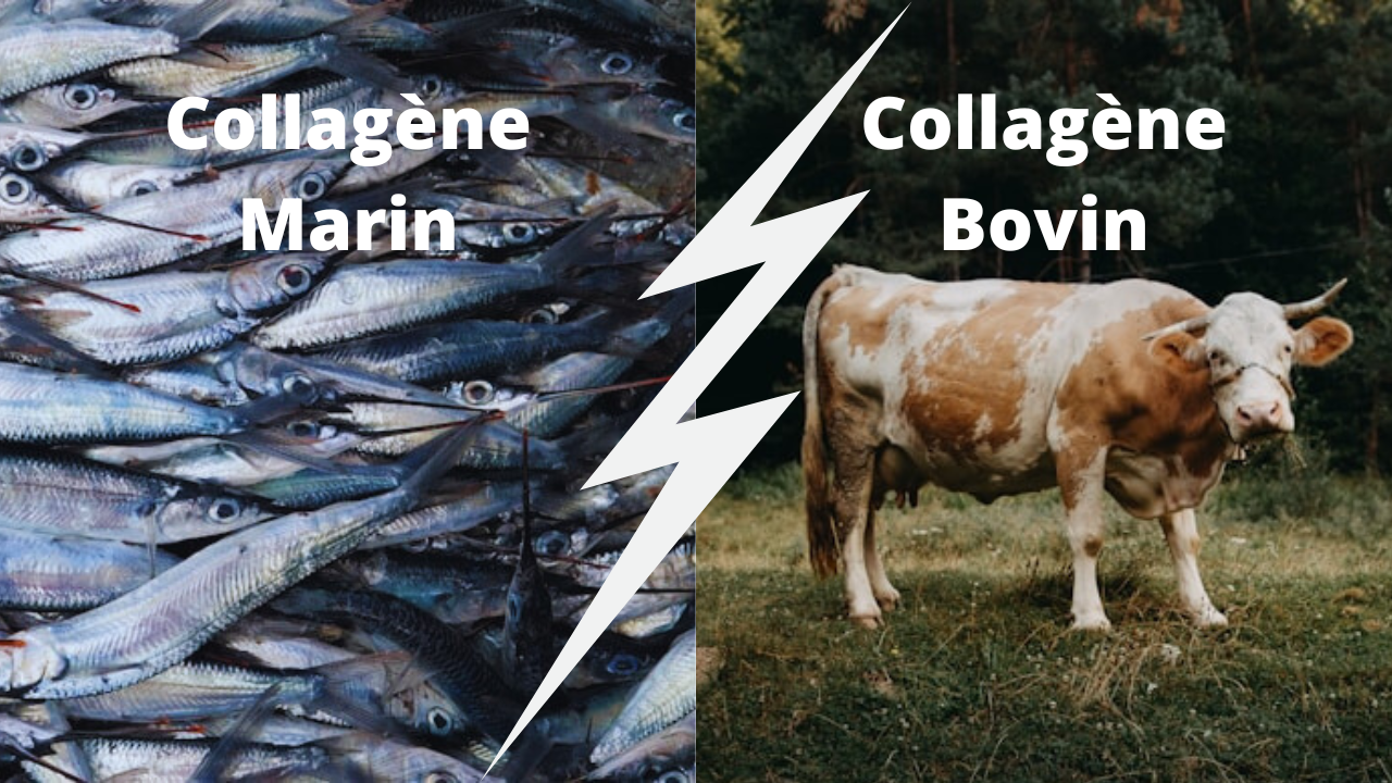 collagene marin ou collagene bovin