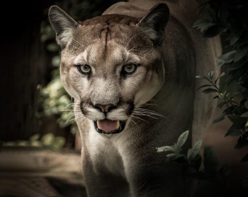 Notre avis sur Puma