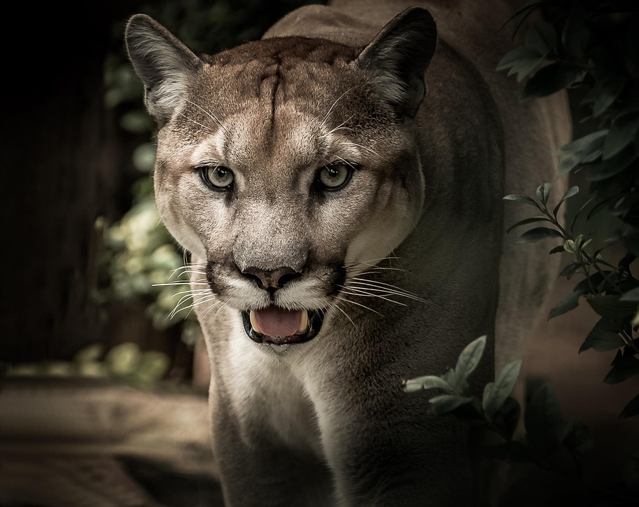 Notre avis sur Puma